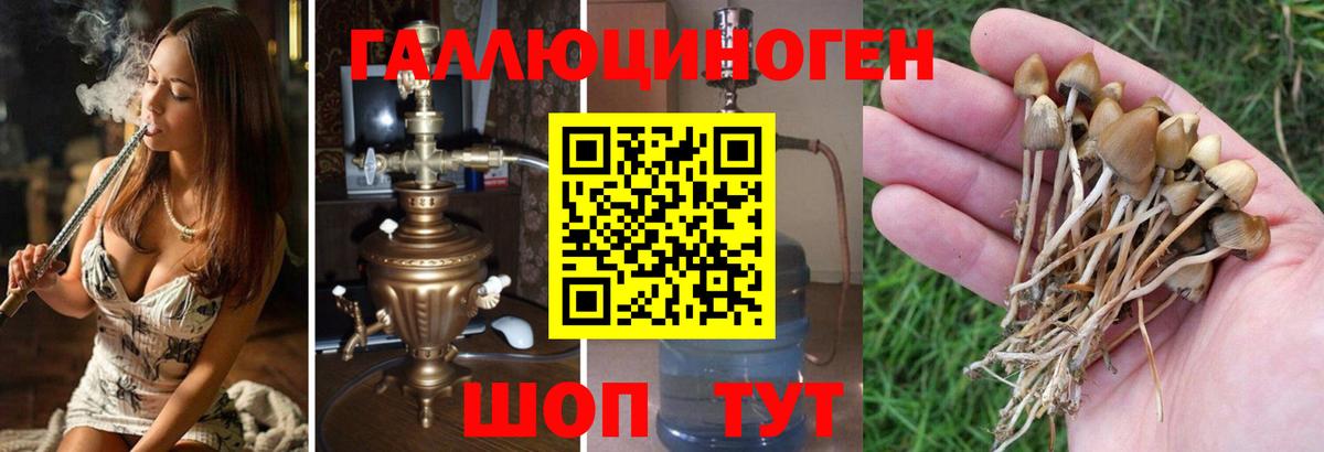 Галлюциногенные грибы Cubensis Павловский Посад